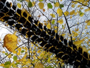 nature-of-government